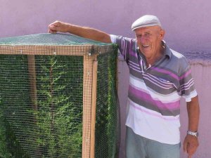 "Toprak Dede" Fidanlara Çocukları Gibi İlgileniyor