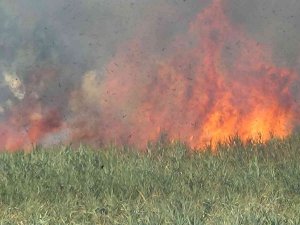 Sazlık Alanda Çıkan Yangın Kısmen Kontrol Altına Alındı