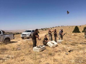 Karaman’da Doğaya 250 Kınalı Keklik Salındı