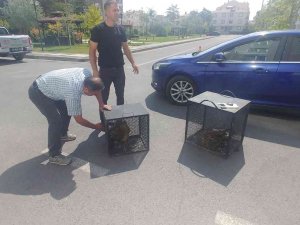 Yaralı Kartallara Yardım Eli