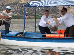 Işıklı Gölüne 300 Bin Adet Yavru Balık Bırakıldı