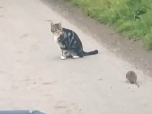 Kedi Fareyle Değil, Fare Kediyle Oynadı