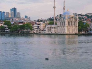 İ̇stanbul Boğazında Yunus Şöleni