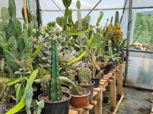 50 Kaktüsle Başladı, Şimdi Seradan Dünyaya Satış Yapıyor