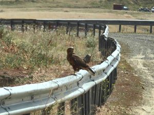 İ̇ki Şahinin Gökyüzündeki Dansı Kameralara Yansıdı