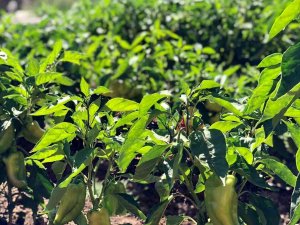 Okul Bahçesinde Organik Sebze Yetiştiriciliği