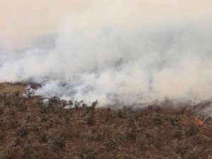 Hawaii’de Çalılık Alanda Yangın: 9 Bin 800 Hektar Alan Kül Oldu