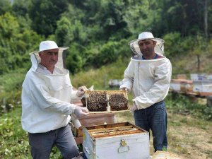 Yenice Ihlamur Balı ’Tescil’ Yolunda