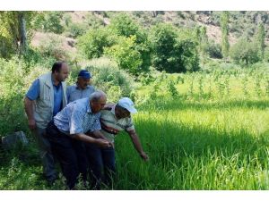 Tosya Pirinci Hastalık Tehlikesi İle Karşı Karşıya