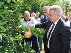 Narenciyede Sinek Alternatif Mücadeleyle Yok Edilecek