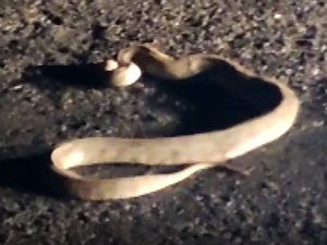 Yaralı Yılanı Görünce Aracını Durdurdu