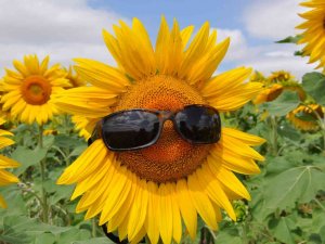 Selim’de Tarlalar ‘Ayçiçeği’ Açtı