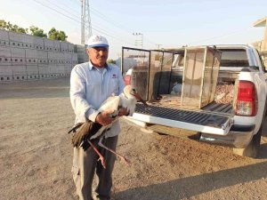 Iğdır’da Yaralı Halde Bulunan Leylek, Tedavi Altına Alındı