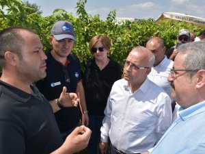 Salihli’de Örnek Proje Tarla Günü İle Kutlandı