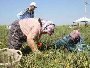 Efeler Belediyesi, İlk Mahsullerini Aldı