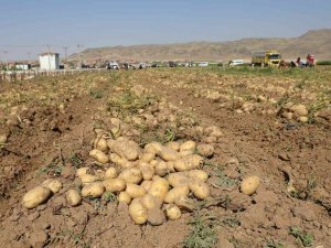 Vali Koç, Çiftçilerle Patates Hasadı Yaptı