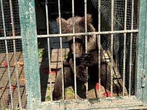 Türkiye’nin Tanıdığı "Balkız" Kendine Geldi