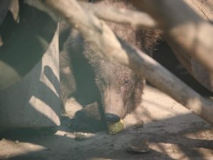 Fazla Balın Sersemlettiği Yavru Ayıya Armut Jesti