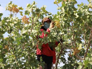 Fıstık Üreticisinden Taban Fiyat Çağrısı