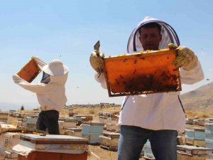 İ̇klim Değişikliği Florayı Etkiledi, Arıcılar Bu Yıl Da Umduğunu Bulamadı