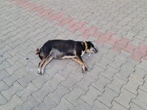 Zehirlenen Köpek, Sokak Ortasında Can Çekişerek Telef Oldu