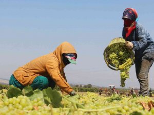 Cumhurbaşkanı Erdoğan’ın Üzüm Fiyatını Açıklayacağı Manisa’da Heyecanlı Bekleyiş