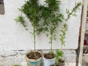 Jandarmadan Uyuşturucu Operasyonları: 2 Gözaltı