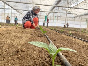 Tamamı İhraç Edilen Kaliforniya Biber Fideleri Toprakla Buluştu
