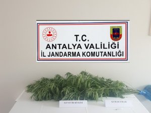 Antalya’da Jandarmadan Kenevir Operasyonu: 1 Gözaltı