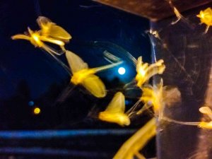 Ardahan’da Kelebeklerin "Ölüm Uçuşu" Başladı