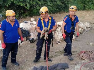 Kuyuya Düşen Yavru Köpek Kurtarıldı