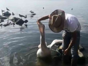 Çıldırlı Balıkçı Pelikanları Eliyle Besliyor