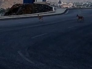 Dağ Keçileri Kent Merkezinde Görüntülendi