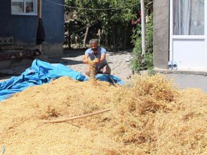 Iğdır’da Nohut Hasadı Yapıldı