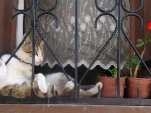 Oturuşu İle Meşhur Olan Kediye Rakip Çıktı