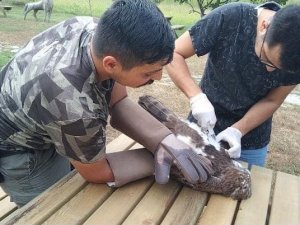 Avladığı Yılanı Yutamayan Kartal Fenalaştı