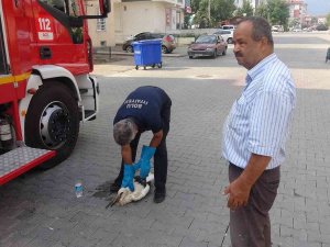 İ̇lk Uçuşunda Yorgun Düşen Yavru Leyleği Yuvasına İtfaiye Ekipleri Bıraktı