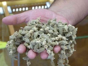 Kuru Bamya Gram Altınla Yarışıyor