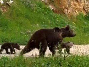 Uludağ’da Yaban Hayatı