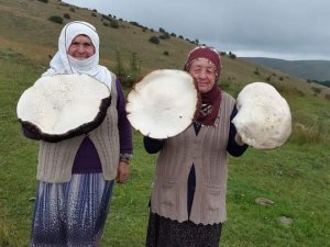Yaylada Gezerken Buldu, Görenler Gözlerine İnanamadı