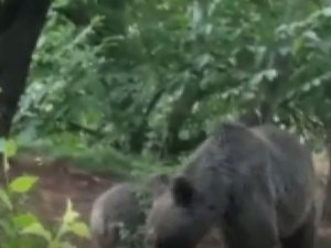 Anne Ve Yavru Ayının Dut Keyfi