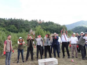 Zonguldak’ta Bin Sülün Doğaya Salındı