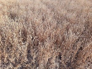 Sungurlu’da Çörek Otu Hasadı Başladı