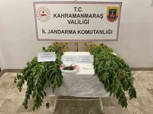 Evinde Ve Bahçesinde Kenevir Yetiştirirken Yakalandı