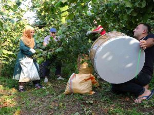 Düğün Davuluyla ‘Fındık’ Hasadı