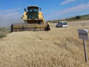 Yozgat’ta Yerli Çeşit Arpa Hasadı Yapıldı