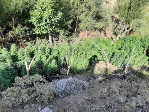 Bingöl’de 197 Bin Kök Kenevir Ele Geçirildi
