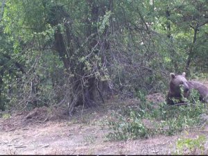 Boz Ayının Erik Yediği Anlar Foto Kapanla Görüntülendi