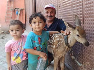 Yaralı Halde Bulduğu Yavru Geyiğe Bebek Gibi Baktı