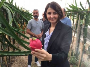 Osmaneli’de İlk Defa Yetiştirilen Tropikal Ejder Meyvesinin Hasadı Yapıldı